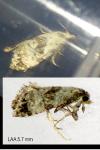 Neocochylis hybridella