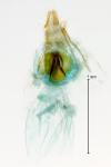 Neocochylis hybridella