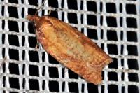 Acleris aspersana