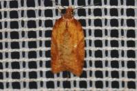 Acleris aspersana