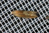 Eucosma gr. cana