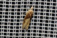 Eucosma gr. cana