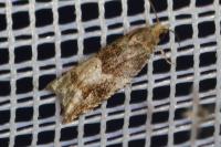 Rhopobota naevana