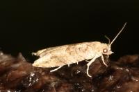 Rhopobota naevana