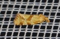 Aethes cnicana/rubigana