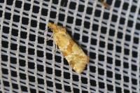 Aethes cnicana/rubigana