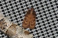 Depressaria albipunctella