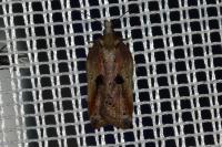 Acleris cristana