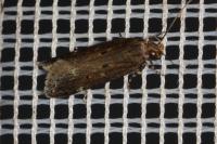 Aroga velocella