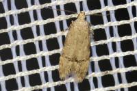 Teleiodes vulgella