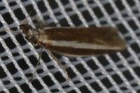 Pleurota aristella