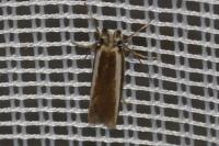 Pleurota aristella