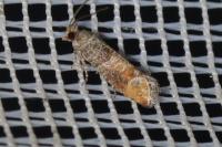 Clavigesta purdeyi