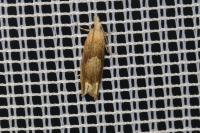 Eucosma conterminana