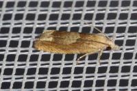 Eucosma conterminana