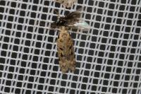 Gelechia rhombella