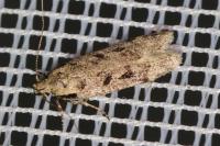 Gelechia rhombella