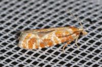 Rhyacionia pinicolana
