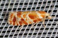 Rhyacionia pinicolana