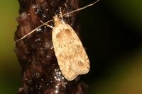 Agonopterix ciliella/heracliana