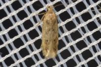 Bryotropha