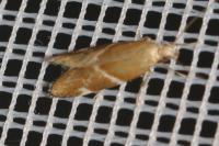 Orophia sordidella