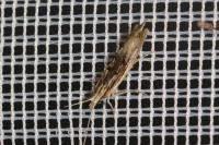 Ypsolopha scabrella