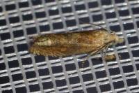 Eucosma