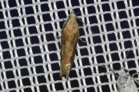 Eucosma