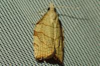 Pandemis corylana