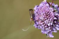 Nemophora