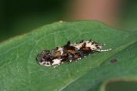 Mompha conturbatella