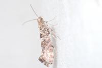 Digitivalva pulicariae