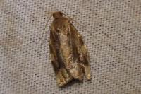 Archips xylosteana