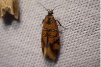 Promalactis procerella