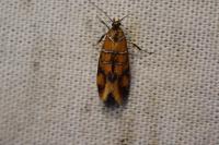 Promalactis procerella