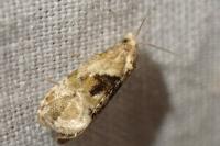Phalonidia manniana/udana