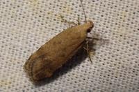 Pexicopia malvella