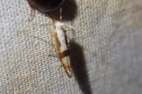 Argyresthia pruniella