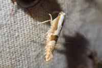 Argyresthia pruniella