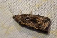 Endothenia quadrimaculana