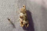 Epinotia abbreviana