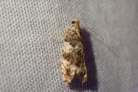 Epinotia abbreviana