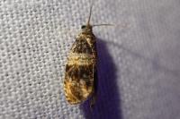 Celypha aurofasciana