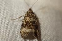 Celypha aurofasciana