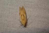 Mompha ochraceella