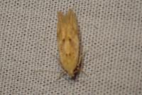 Mompha ochraceella