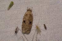 Agonopterix propinquella