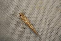 Pyroderces argyrogrammos
