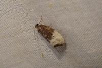 Hedya nubiferana
